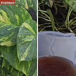 मनी प्लांट को तेजी से बढ़ाने का तरीका क्या है?