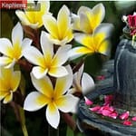 भगवान को क्यों अर्पित किये जाते हैं फूल? 379571f7e9e1b33480ada04dd5f6d7cd