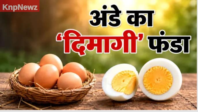सिर्फ एक अंडा! वैज्ञानिकों ने बताया दिमाग तेज करने का 'सीक्रेट फॉर्मूला'
