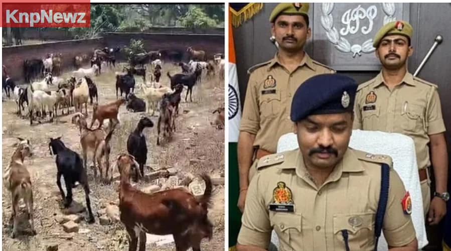 पुलिस के 'चक्रव्यूह' में फंसा गिरोह, 66 बकरे और दो भेड़ बरामद